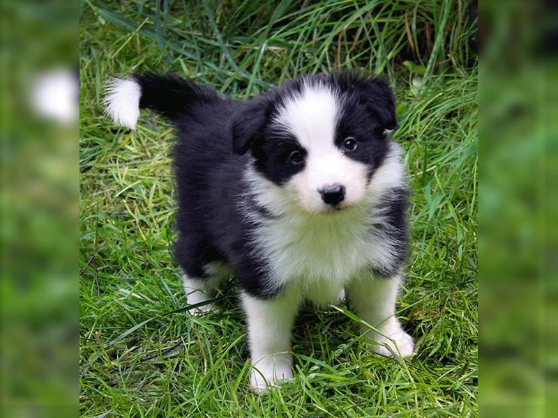 Border Collie Welpen Abgabe Ende Juni