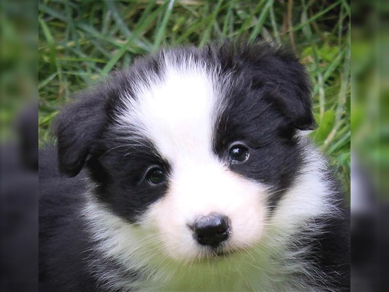 Border Collie Welpen Abgabe Ende Juni