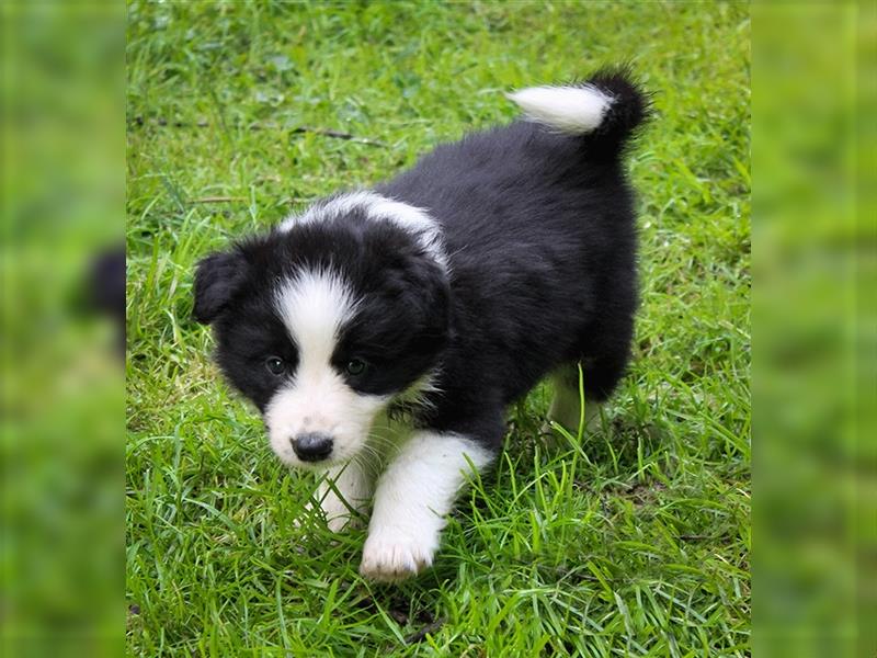 Border Collie Welpen Abgabe Ende Juni