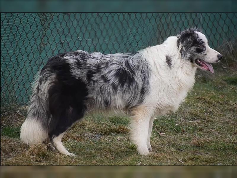 Border Collie Welpen Abgabe Ende Juni