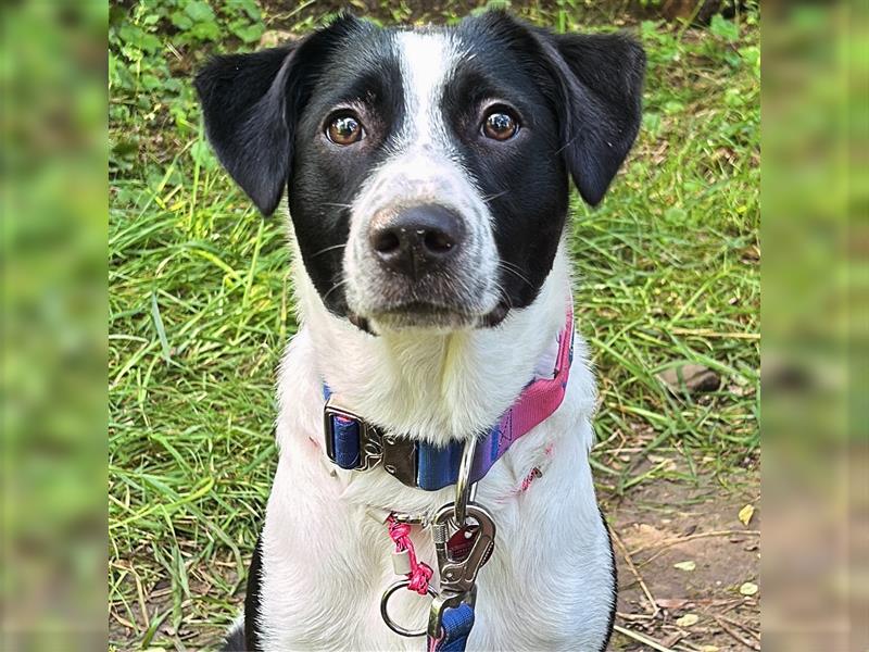 9Monate Alte Bordercollie Labrador Hündin