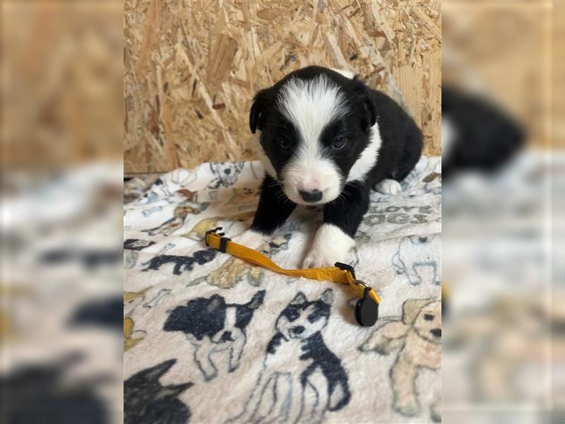 Border Collie Welpen