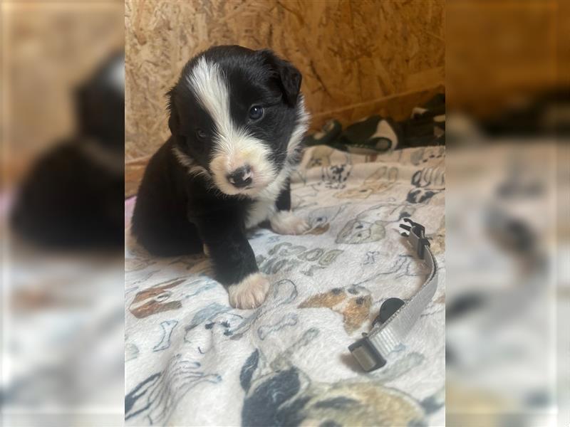 Border Collie Welpen