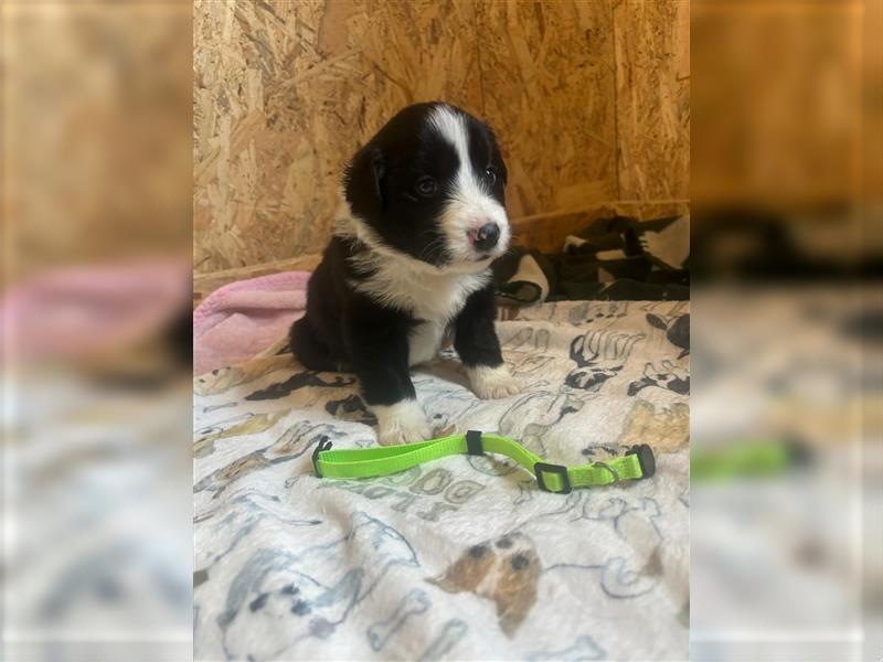 Border Collie Welpen