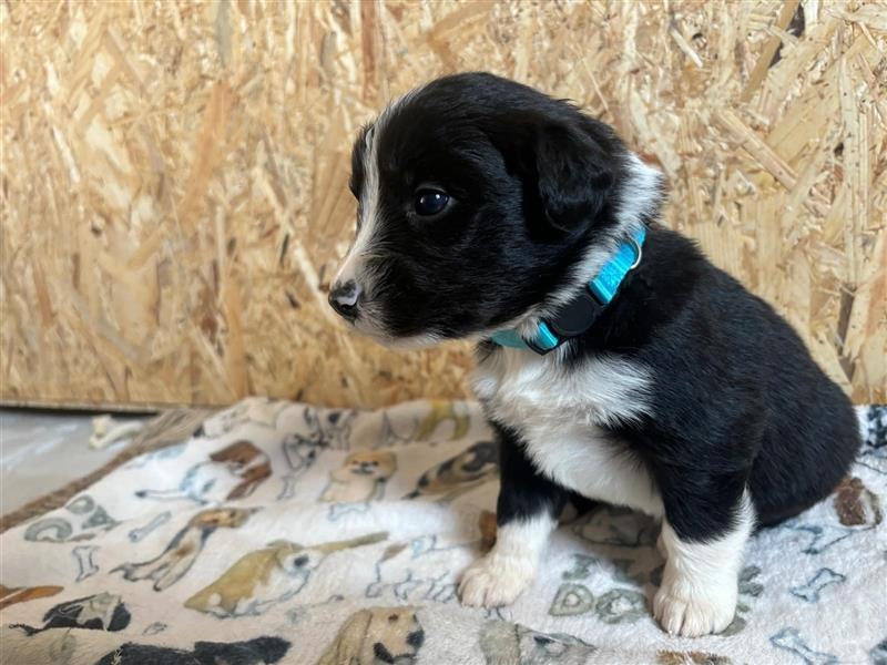 Border Collie Welpen