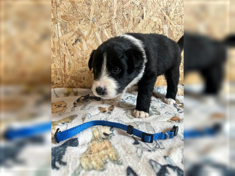 Border Collie Welpen