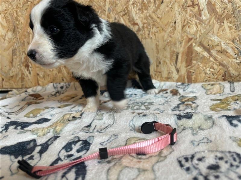 Border Collie Welpen