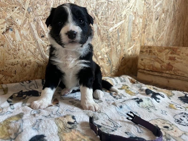 Border Collie Welpen