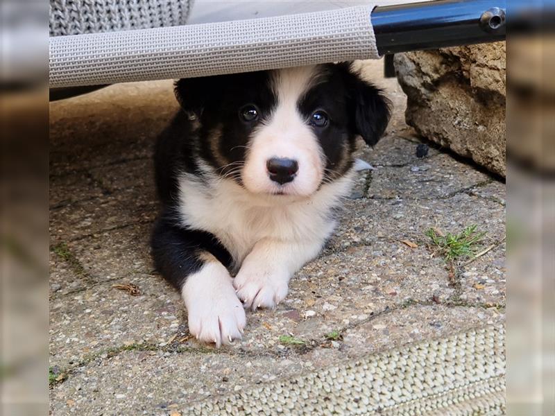 Border Collie Welpe