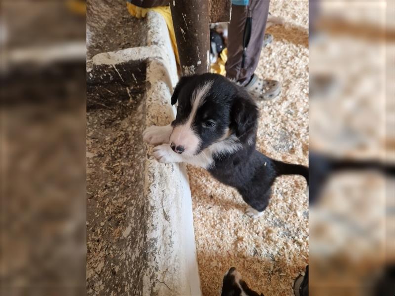 Border Collie Welpe