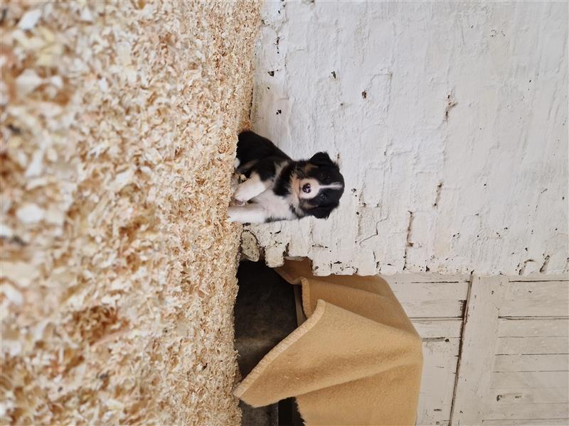 Border Collie Welpe