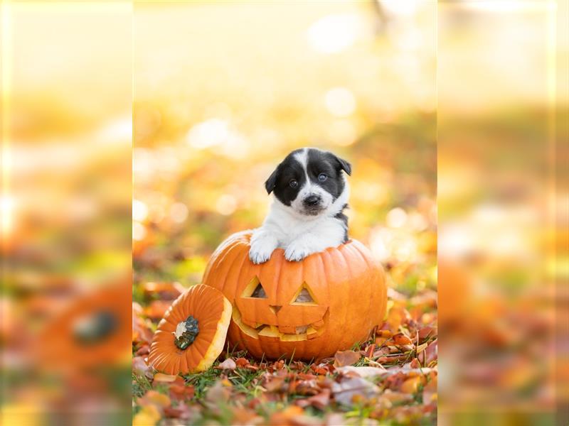 Border Collie Welpen Hündinnen