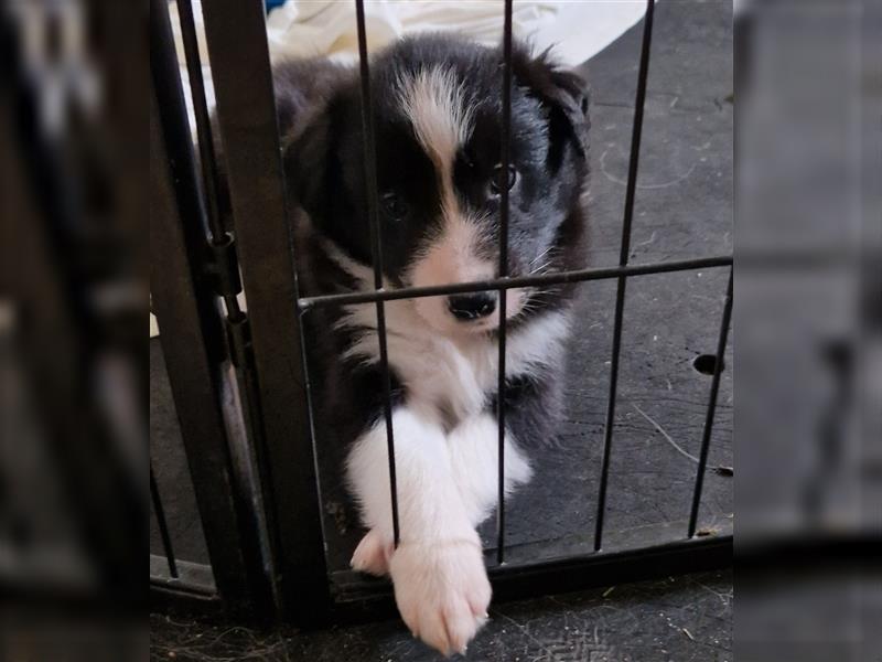 Border Collie Welpe