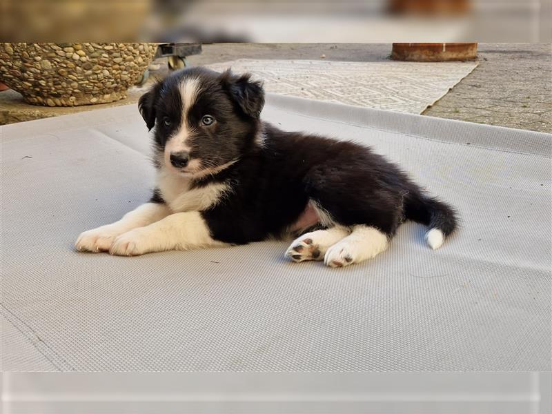 Border Collie Welpe