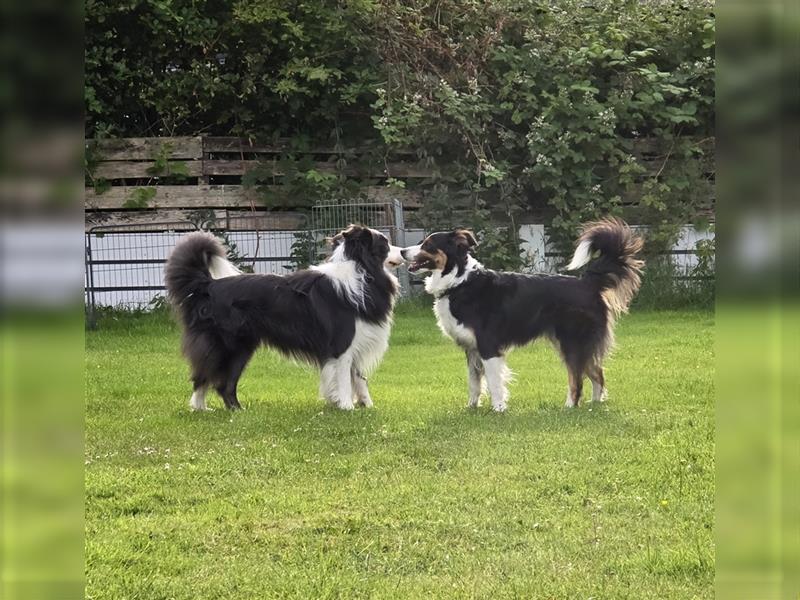 Border Collie Welpen, reinrassig, 11.08.24 geboren