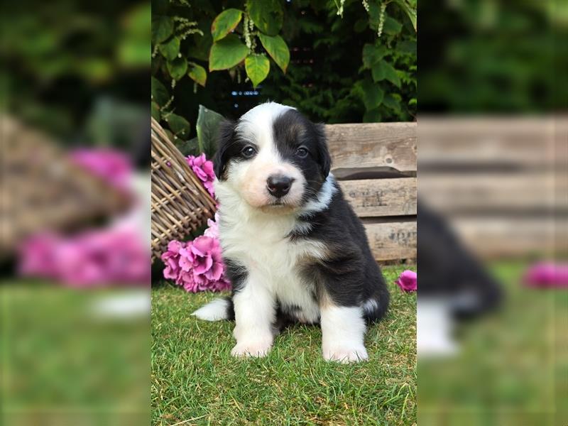 Border Collie Welpen, reinrassig, 11.08.24 geboren