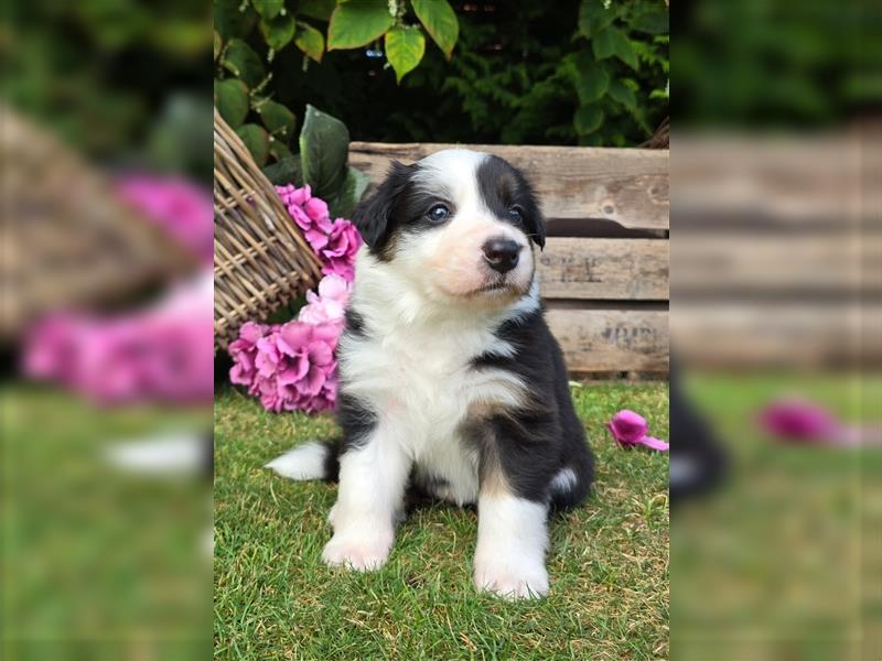 Border Collie Welpen, reinrassig, 11.08.24 geboren