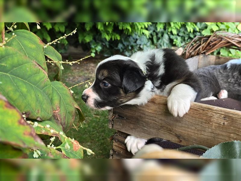 Border Collie Welpen, reinrassig, 11.08.24 geboren