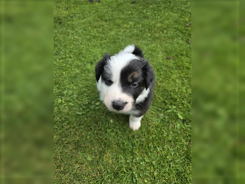 Border Collie Welpen, reinrassig, 11.08.24 geboren