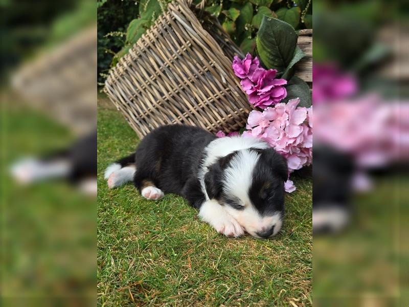 Border Collie Welpen, reinrassig, 11.08.24 geboren