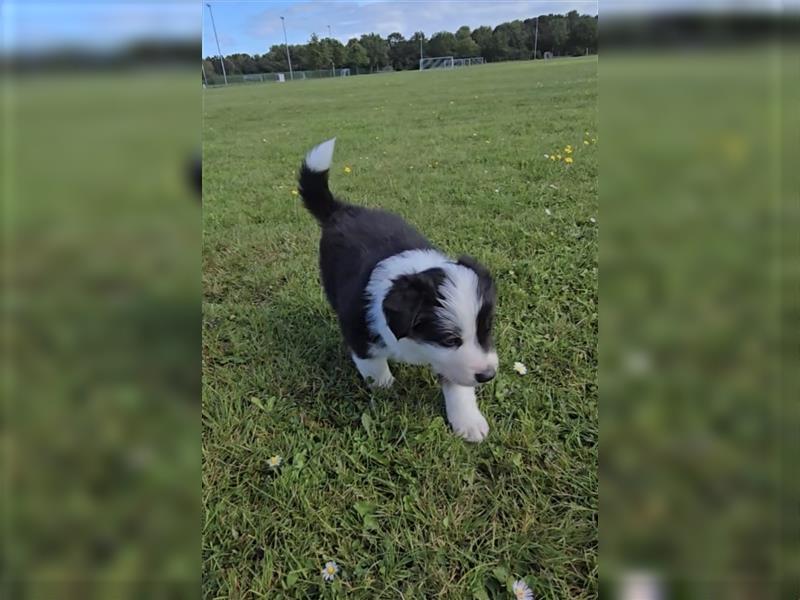 Border Collie Welpen, reinrassig, 11.08.24 geboren