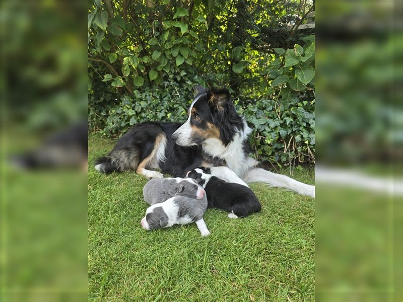 Border Collie Welpen, reinrassig, 11.08.24 geboren