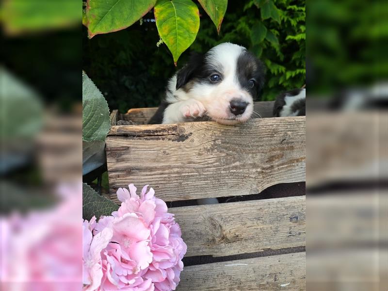 Border Collie Welpen, reinrassig, 11.08.24 geboren