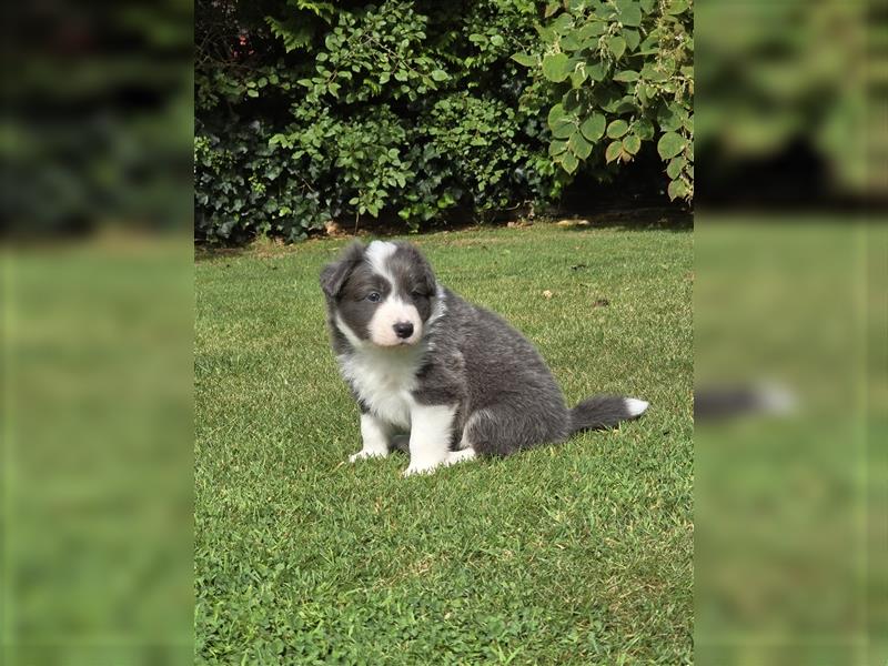 Border Collie Welpen, reinrassig, 11.08.24 geboren