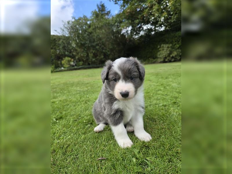 Border Collie Welpen, reinrassig, 11.08.24 geboren