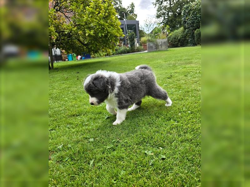 Border Collie Welpen, reinrassig, 11.08.24 geboren