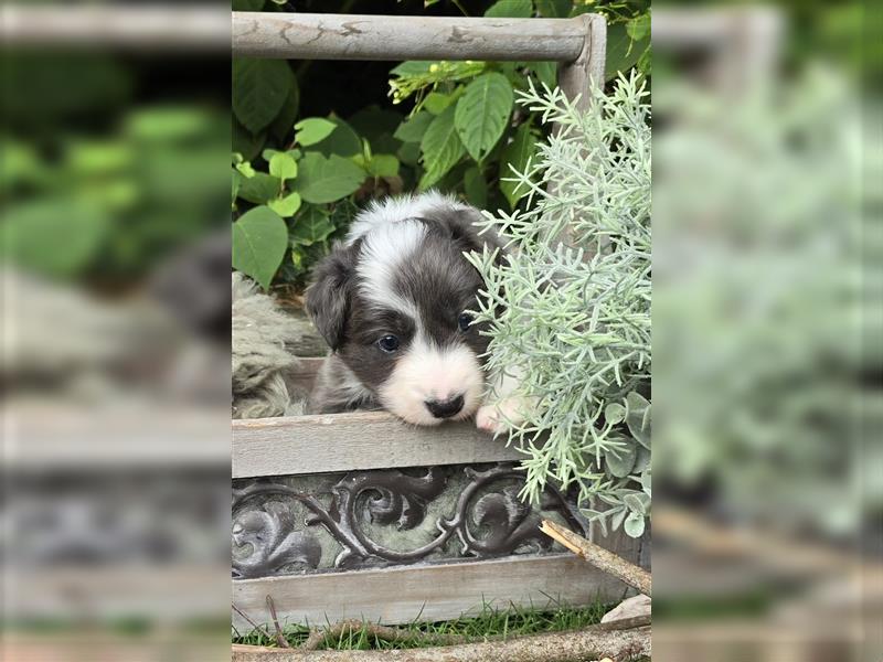 Border Collie Welpen, reinrassig, 11.08.24 geboren