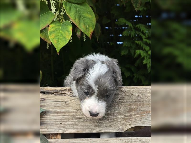 Border Collie Welpen, reinrassig, 11.08.24 geboren