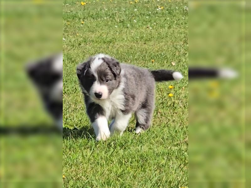 Border Collie Welpen, reinrassig, 11.08.24 geboren