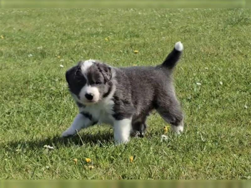 Border Collie Welpen, reinrassig, 11.08.24 geboren