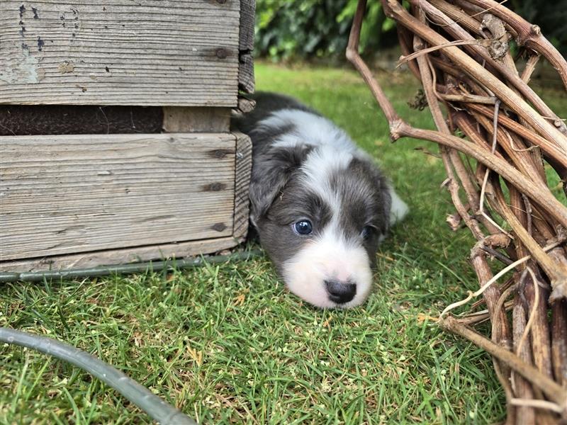 Border Collie Welpen, reinrassig, 11.08.24 geboren