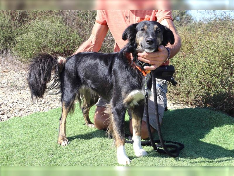 Amia, Mix Border Collie / Setter, lieb und verträglich