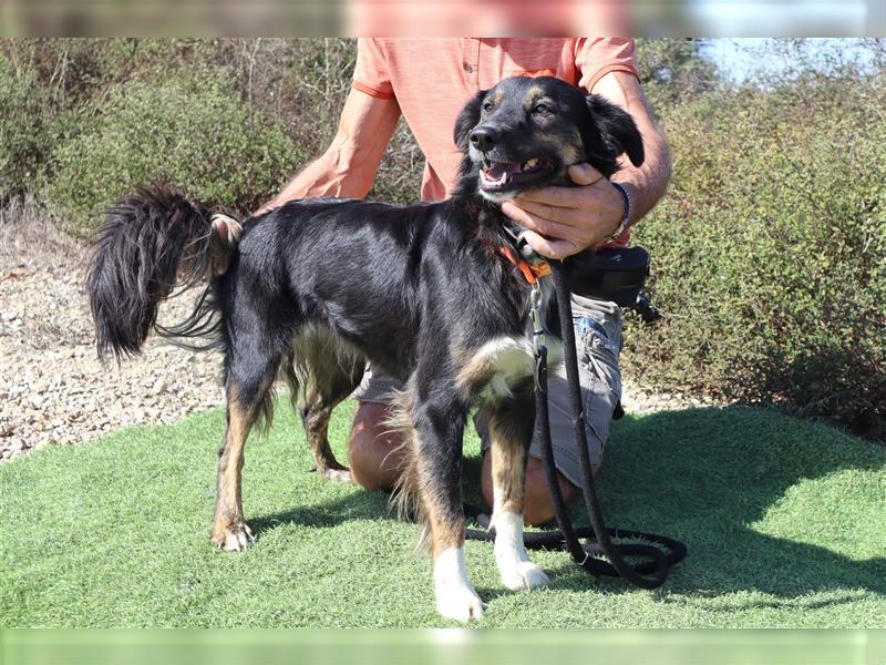 Amia, Mix Border Collie / Setter, lieb und verträglich