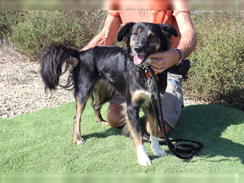 Amia, Mix Border Collie / Setter, lieb und verträglich