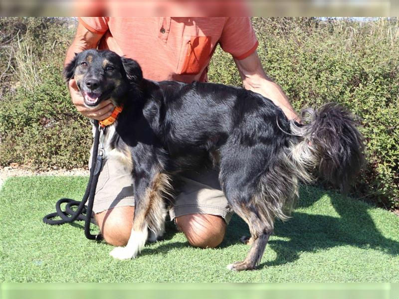 Amia, Mix Border Collie / Setter, lieb und verträglich