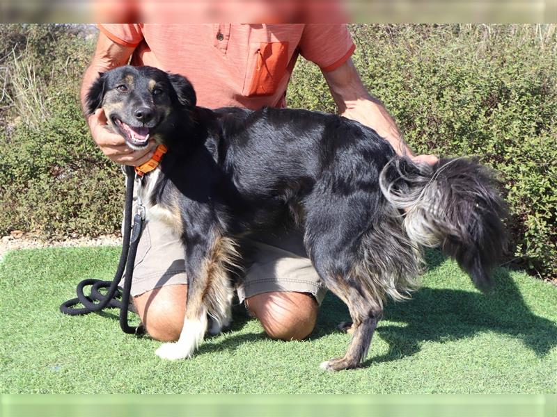 Amia, Mix Border Collie / Setter, lieb und verträglich