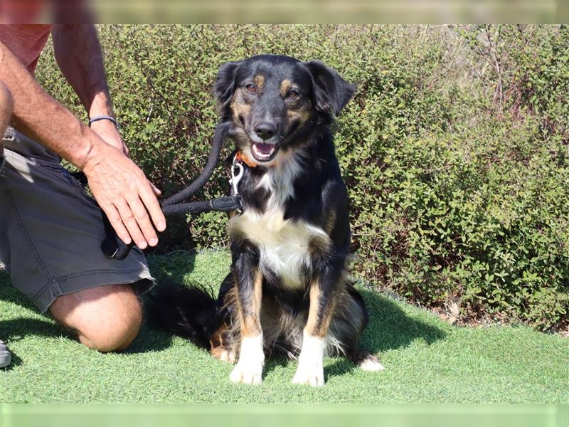 Amia, Mix Border Collie / Setter, lieb und verträglich