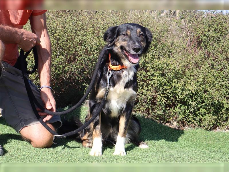 Amia, Mix Border Collie / Setter, lieb und verträglich