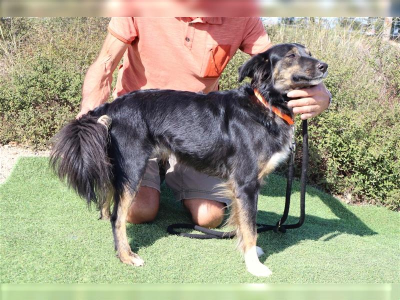 Amia, Mix Border Collie / Setter, lieb und verträglich