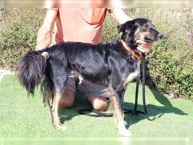 Amia, Mix Border Collie / Setter, lieb und verträglich