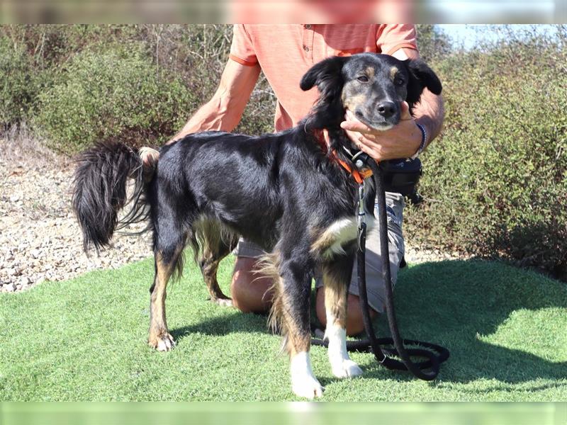 Amia, Mix Border Collie / Setter, lieb und verträglich