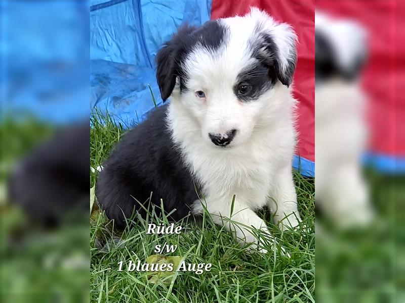 Border Collie Welpen