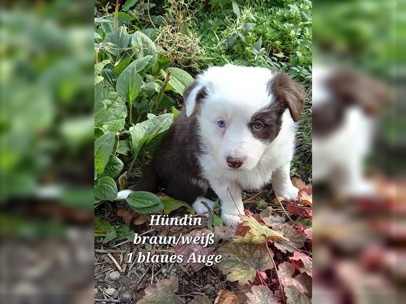 Border Collie Welpen