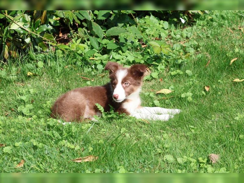 Noch 2 wunderschöne Border -Labrador Welpen verfügbar