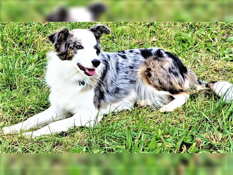 Verkaufe Reinrassige Border Collie Welpen