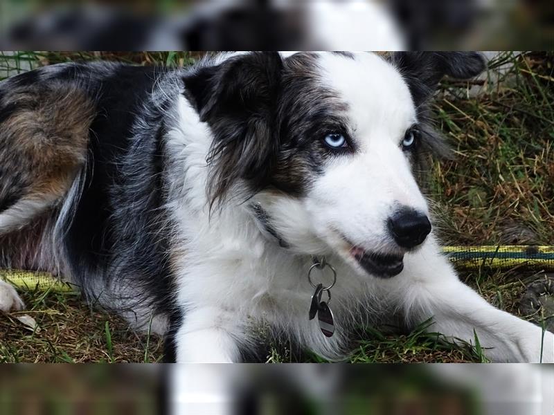 Verkaufe Reinrassige Border Collie Welpen